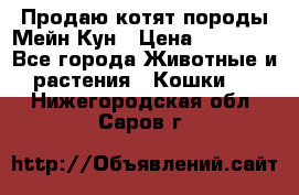 Продаю котят породы Мейн Кун › Цена ­ 12 000 - Все города Животные и растения » Кошки   . Нижегородская обл.,Саров г.